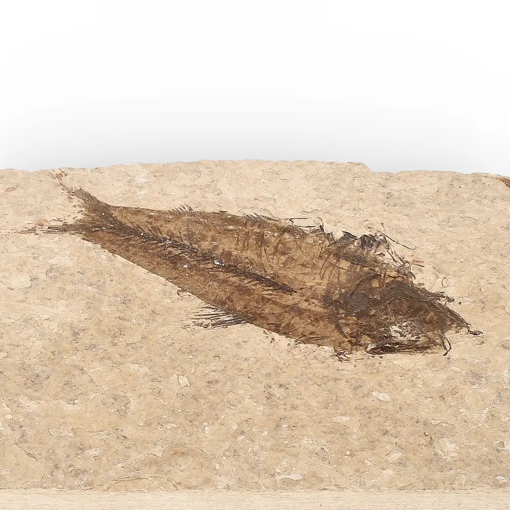 Get your Authentic Green River Formation Fish Fossil – Kemmerer Wyoming Eocene Limestone online now or in store at Forever Gems in Franschhoek, South Africa