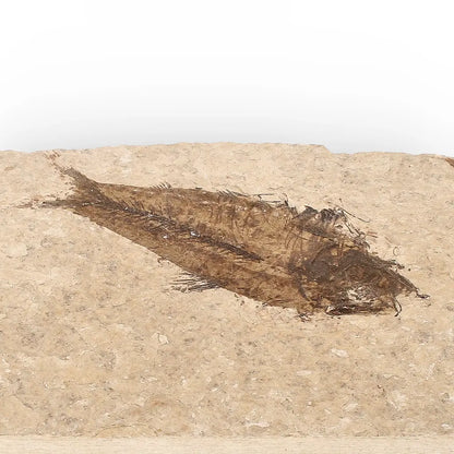 Get your Authentic Green River Formation Fish Fossil – Kemmerer Wyoming Eocene Limestone online now or in store at Forever Gems in Franschhoek, South Africa