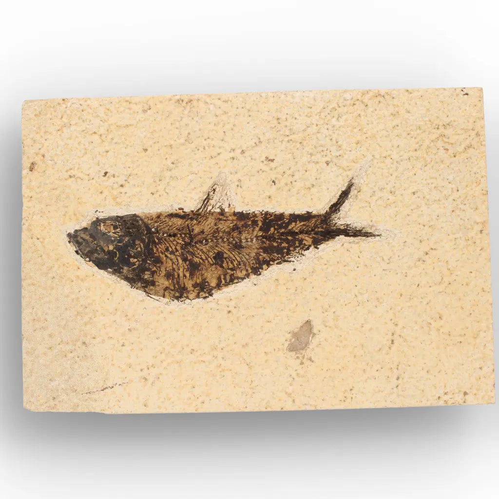 Get your Authentic Green River Formation Fish Fossil – Kemmerer Wyoming Limestone Matrix online now or in store at Forever Gems in Franschhoek, South Africa