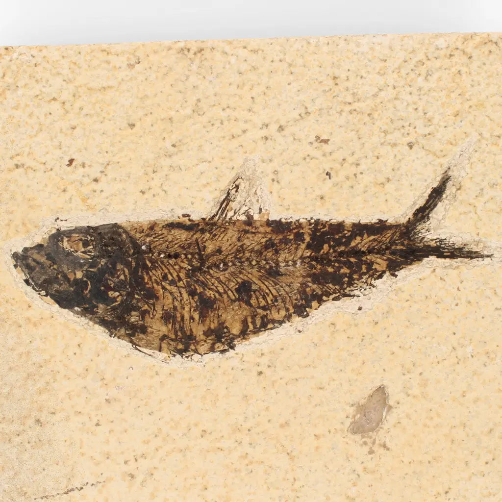 Get your Authentic Green River Formation Fish Fossil – Kemmerer Wyoming Limestone Matrix online now or in store at Forever Gems in Franschhoek, South Africa