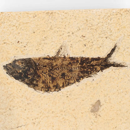 Get your Authentic Green River Formation Fish Fossil – Kemmerer Wyoming Limestone Matrix online now or in store at Forever Gems in Franschhoek, South Africa