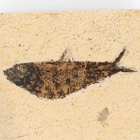 Get your Authentic Green River Formation Fish Fossil – Kemmerer Wyoming Limestone Matrix online now or in store at Forever Gems in Franschhoek, South Africa