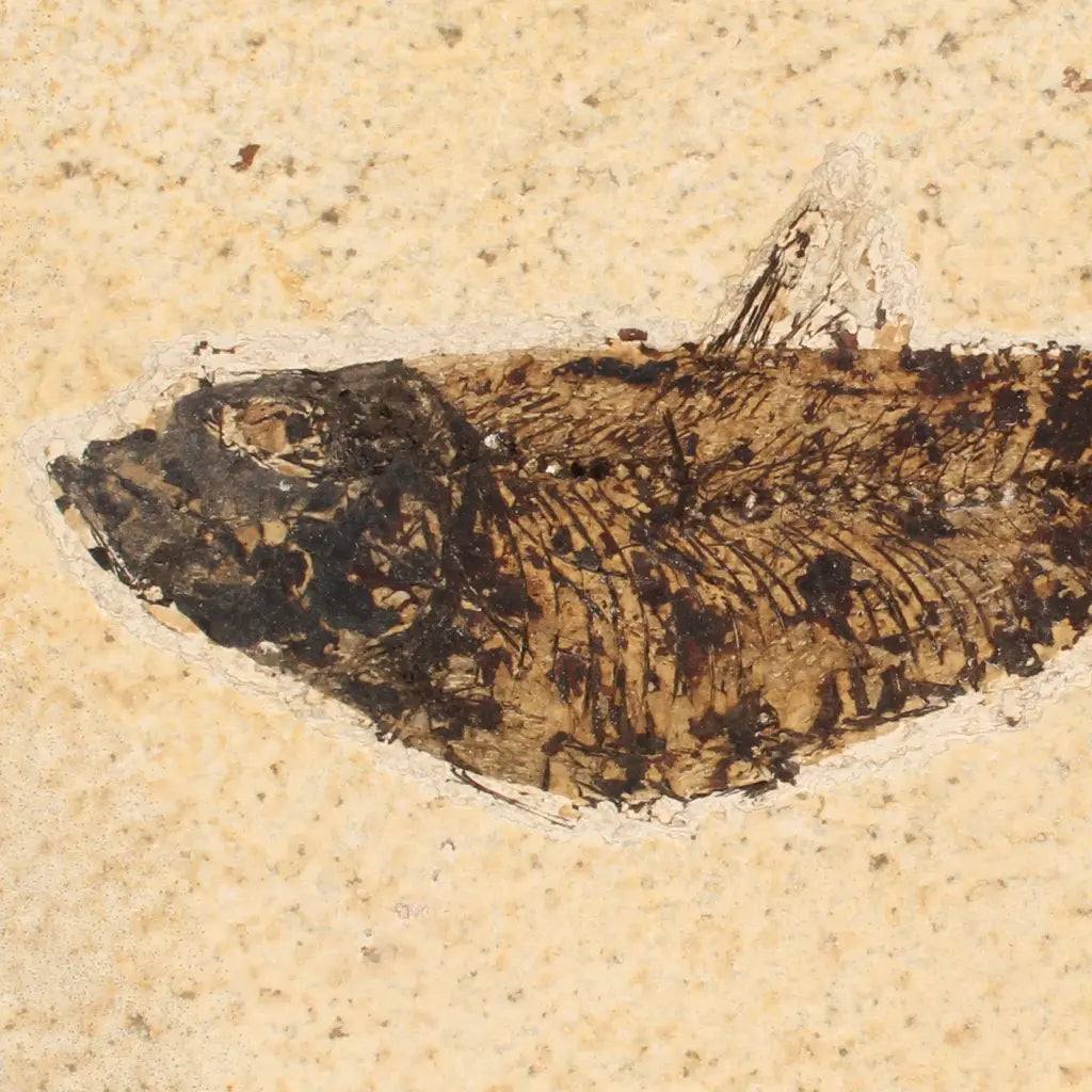 Get your Authentic Green River Formation Fish Fossil – Kemmerer Wyoming Limestone Matrix online now or in store at Forever Gems in Franschhoek, South Africa