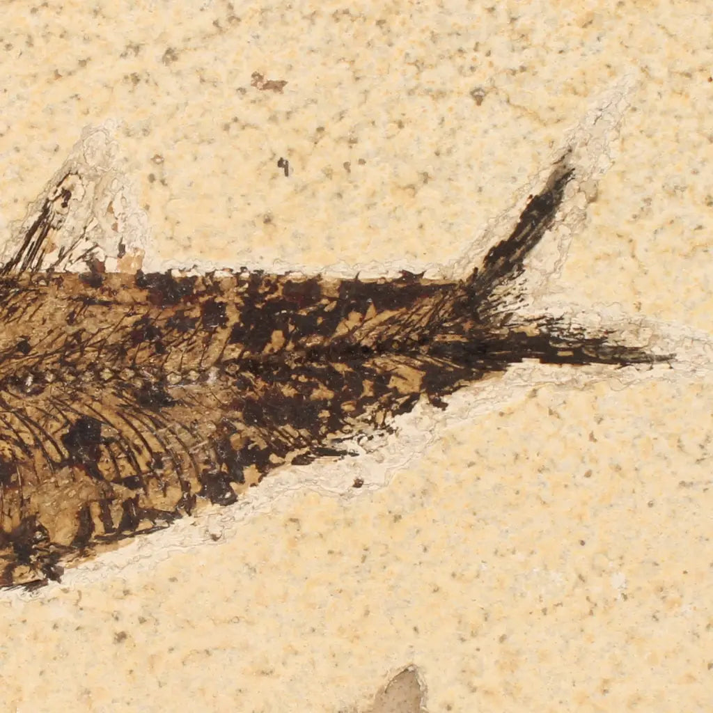 Get your Authentic Green River Formation Fish Fossil – Kemmerer Wyoming Limestone Matrix online now or in store at Forever Gems in Franschhoek, South Africa