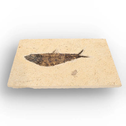 Get your Authentic Green River Formation Fish Fossil – Kemmerer Wyoming Limestone Matrix online now or in store at Forever Gems in Franschhoek, South Africa
