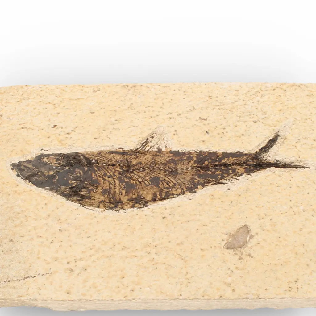 Get your Authentic Green River Formation Fish Fossil – Kemmerer Wyoming Limestone Matrix online now or in store at Forever Gems in Franschhoek, South Africa