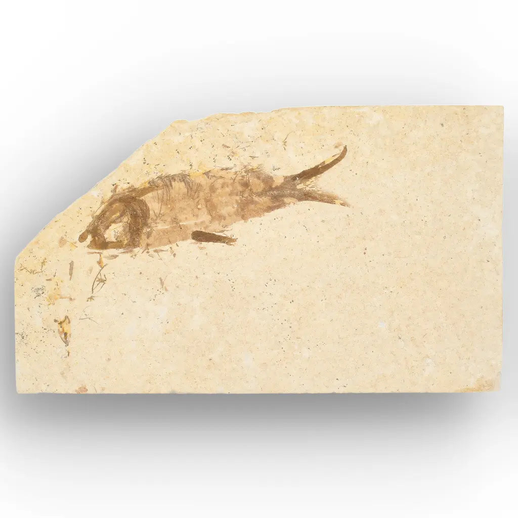Get your Knightia Fossil Fish from Wyoming Green River Eocene online now or in store at Forever Gems in Franschhoek, South Africa
