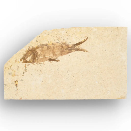 Get your Knightia Fossil Fish from Wyoming Green River Eocene online now or in store at Forever Gems in Franschhoek, South Africa