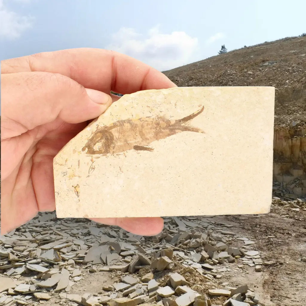 Get your Knightia Fossil Fish from Wyoming Green River Eocene online now or in store at Forever Gems in Franschhoek, South Africa