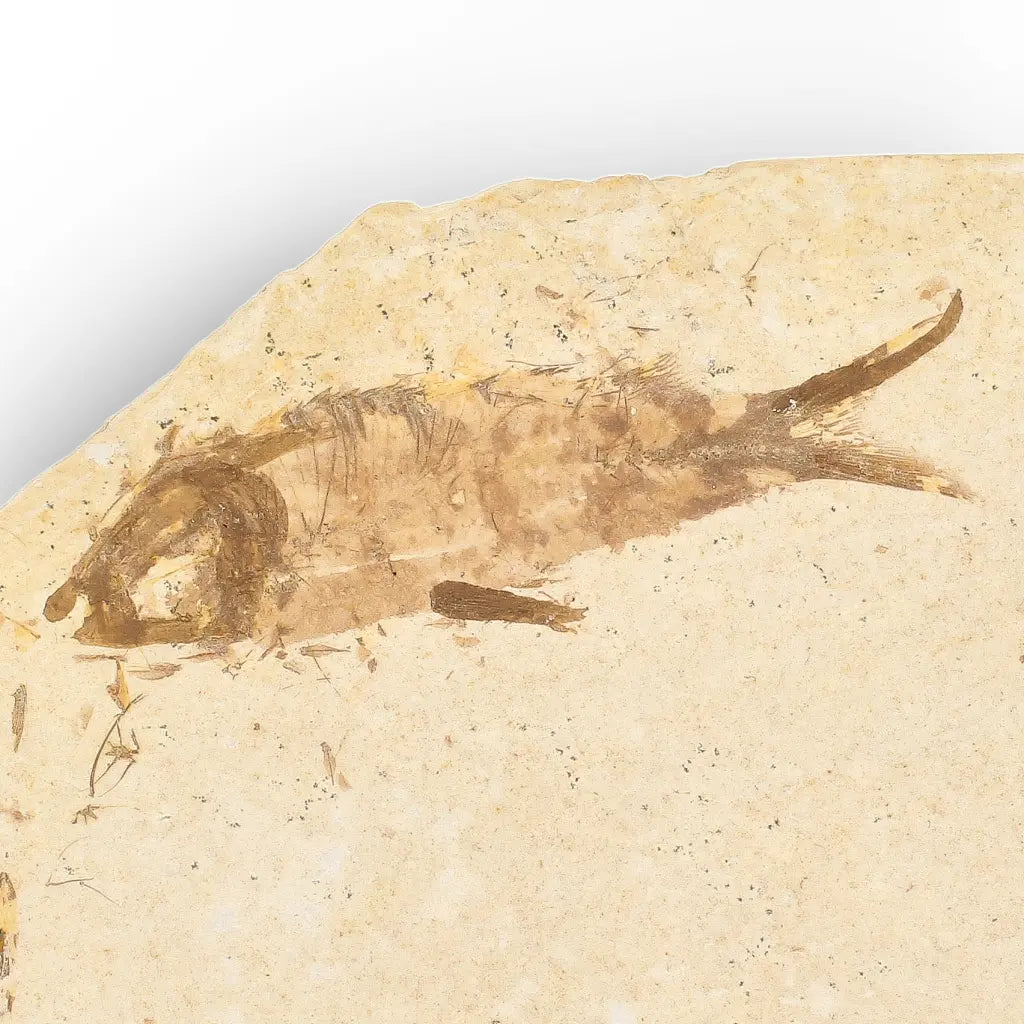 Get your Knightia Fossil Fish from Wyoming Green River Eocene online now or in store at Forever Gems in Franschhoek, South Africa