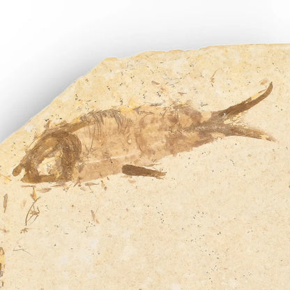 Get your Knightia Fossil Fish from Wyoming Green River Eocene online now or in store at Forever Gems in Franschhoek, South Africa