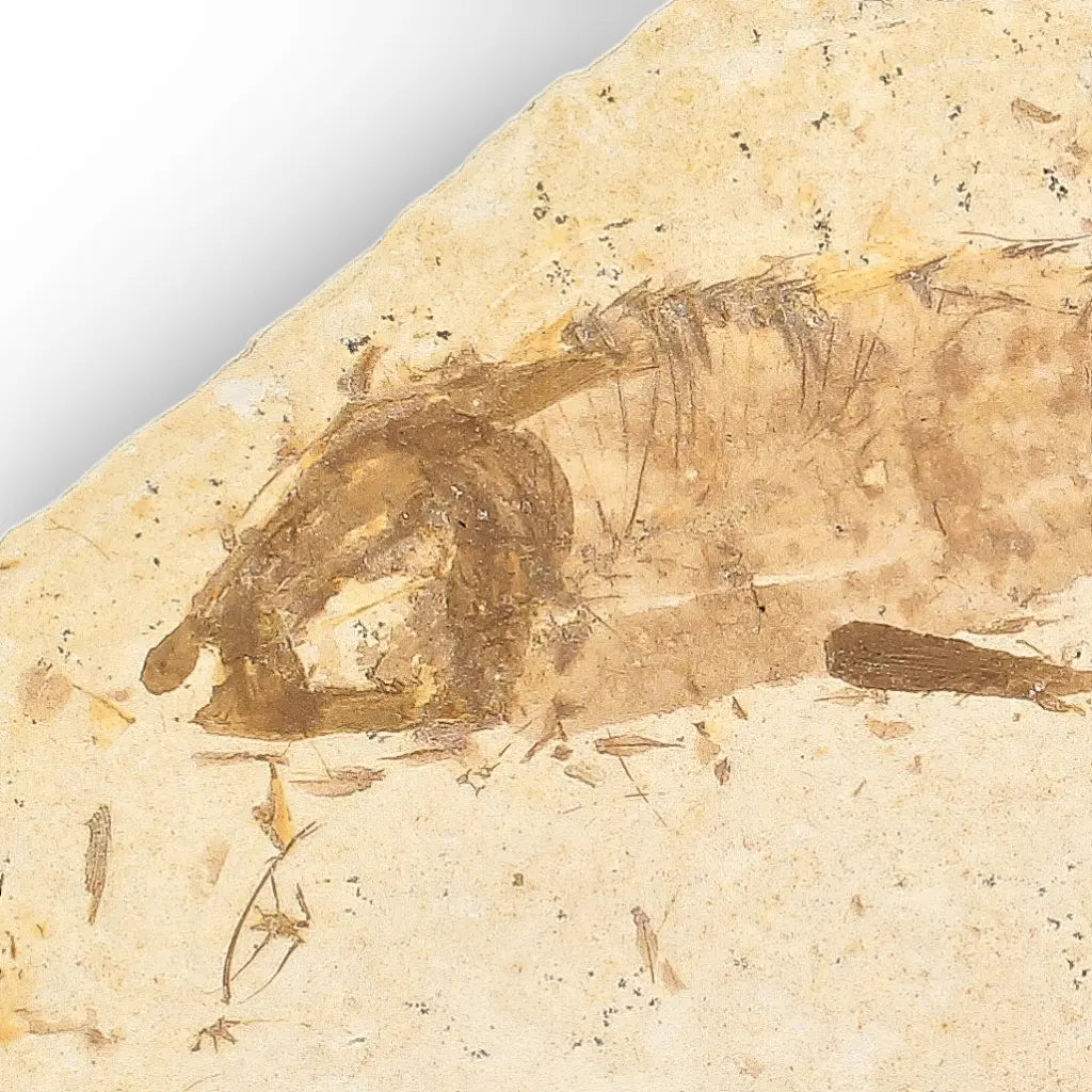 Get your Knightia Fossil Fish from Wyoming Green River Eocene online now or in store at Forever Gems in Franschhoek, South Africa