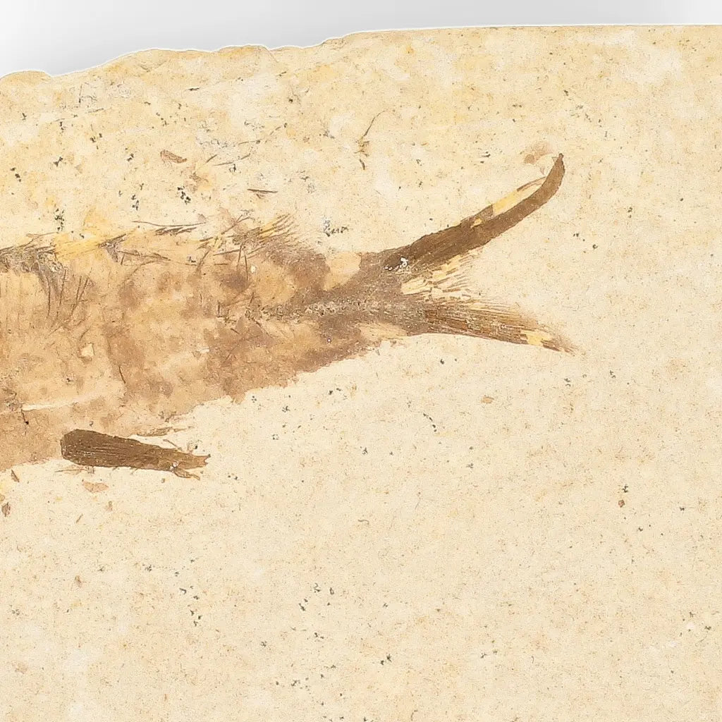 Get your Knightia Fossil Fish from Wyoming Green River Eocene online now or in store at Forever Gems in Franschhoek, South Africa