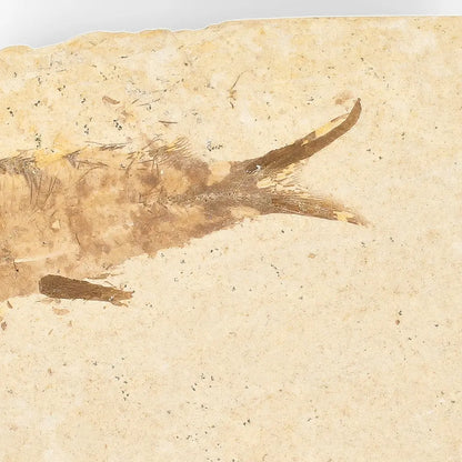 Get your Knightia Fossil Fish from Wyoming Green River Eocene online now or in store at Forever Gems in Franschhoek, South Africa