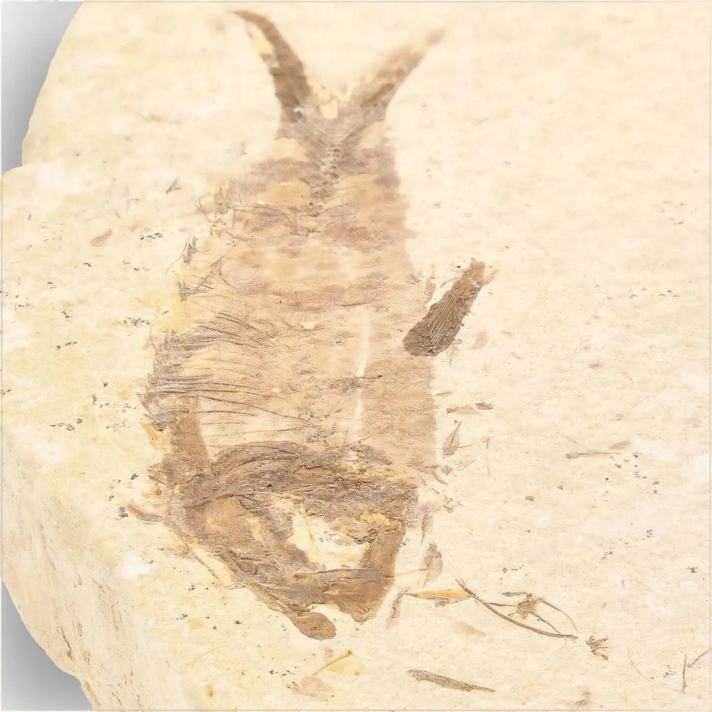 Get your Knightia Fossil Fish from Wyoming Green River Eocene online now or in store at Forever Gems in Franschhoek, South Africa