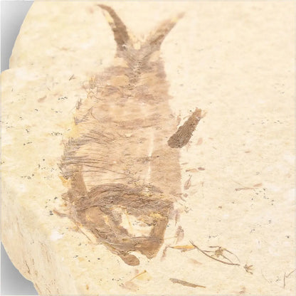 Get your Knightia Fossil Fish from Wyoming Green River Eocene online now or in store at Forever Gems in Franschhoek, South Africa