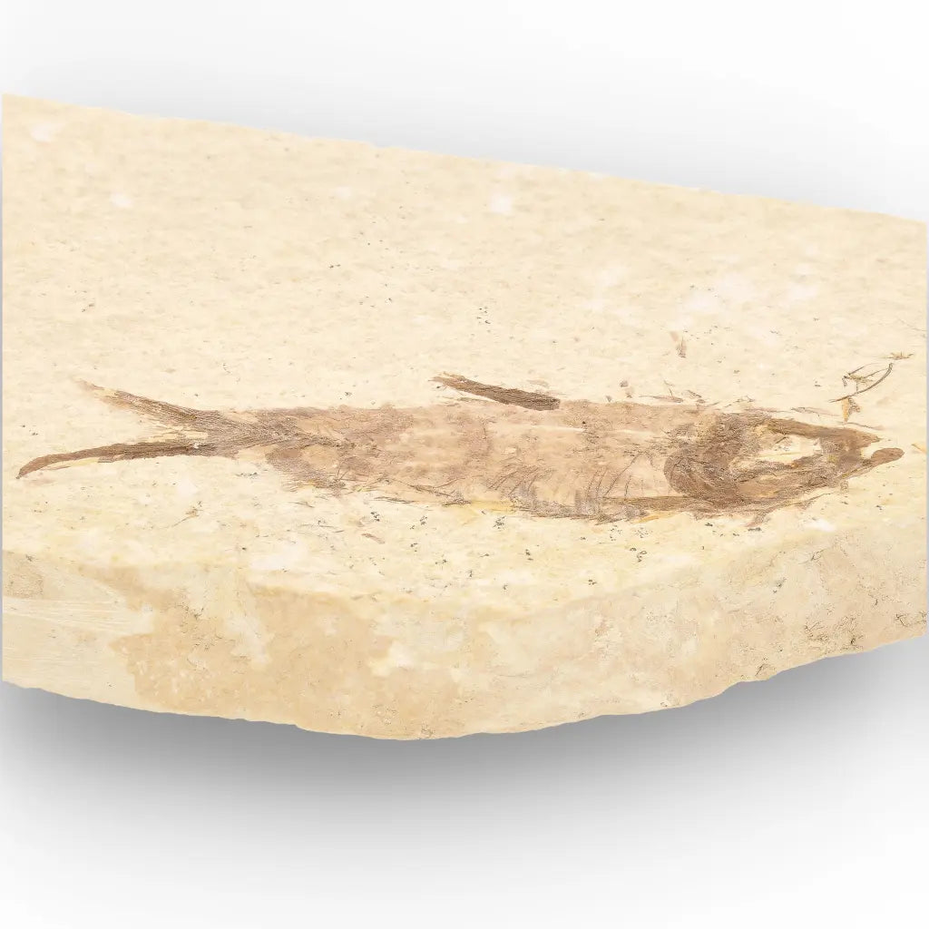 Get your Knightia Fossil Fish from Wyoming Green River Eocene online now or in store at Forever Gems in Franschhoek, South Africa