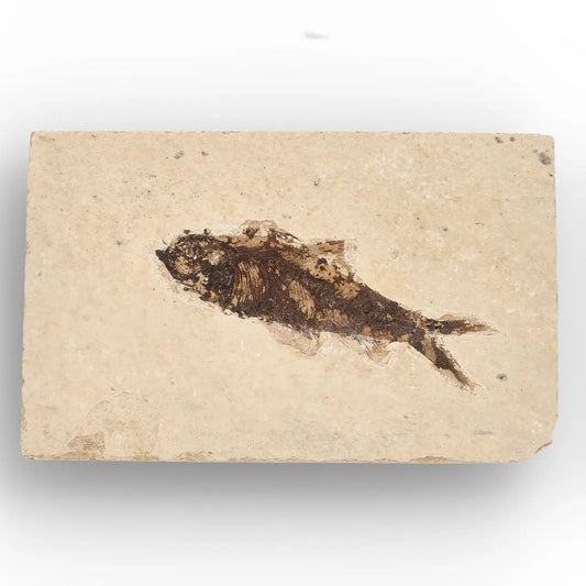 Get your Authentic Green River Formation Fish Fossil – Kemmerer Wyoming Limestone Slab Specimen online now or in store at Forever Gems in Franschhoek, South Africa