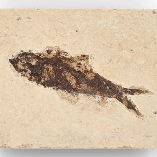 Get your Authentic Green River Formation Fish Fossil – Kemmerer Wyoming Limestone Slab Specimen online now or in store at Forever Gems in Franschhoek, South Africa