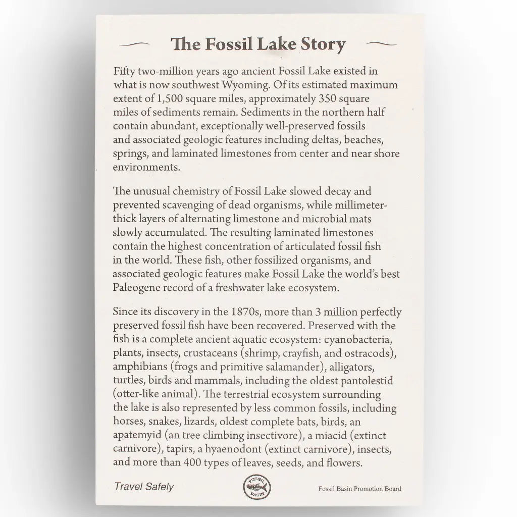 Get your Authentic Green River Formation Fish Fossil – Kemmerer Wyoming Limestone Specimen online now or in store at Forever Gems in Franschhoek, South Africa