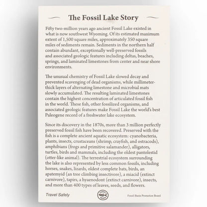 Get your Authentic Green River Formation Fish Fossil – Kemmerer Wyoming Limestone Matrix online now or in store at Forever Gems in Franschhoek, South Africa