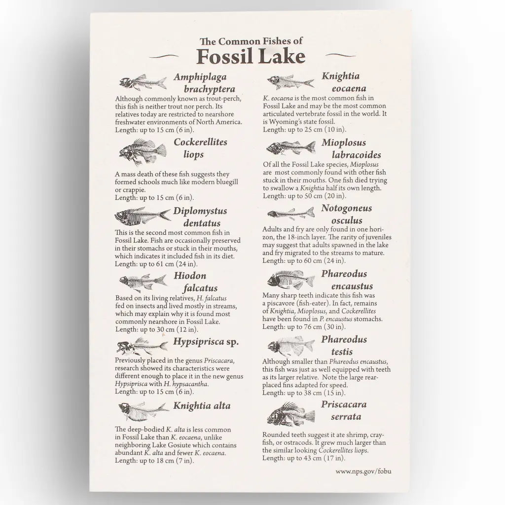 Get your Knightia Fossil Fish from Wyoming Green River Eocene online now or in store at Forever Gems in Franschhoek, South Africa