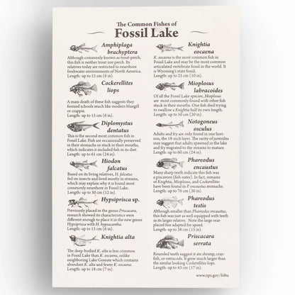Get your Knightia Fossil Fish from Wyoming Green River Eocene online now or in store at Forever Gems in Franschhoek, South Africa