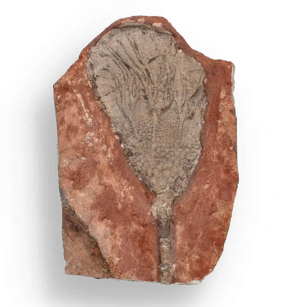 Buy your 420-Million-Year-Old Scyphocrinites Elegans Crinoid Fossil Plate online now or in store at Forever Gems in Franschhoek, South Africa