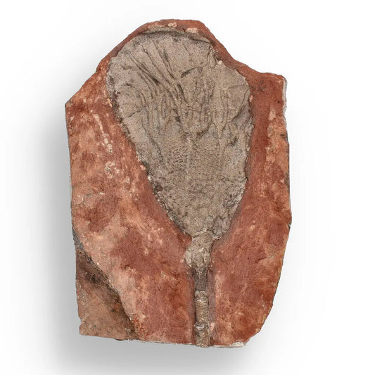 Buy your 420-Million-Year-Old Scyphocrinites Elegans Crinoid Fossil Plate online now or in store at Forever Gems in Franschhoek, South Africa
