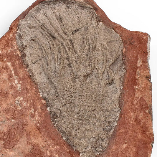 Buy your 420-Million-Year-Old Scyphocrinites Elegans Crinoid Fossil Plate online now or in store at Forever Gems in Franschhoek, South Africa