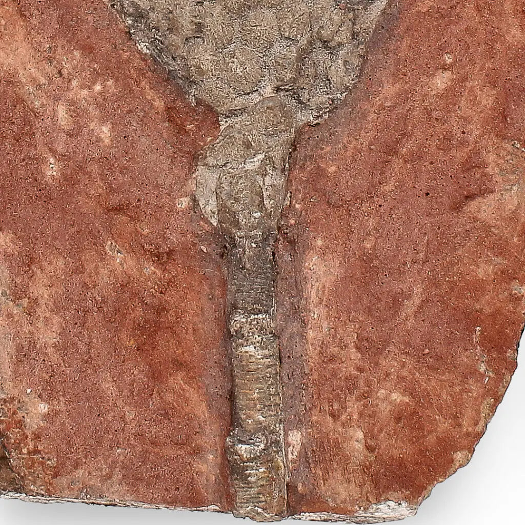 Buy your 420-Million-Year-Old Scyphocrinites Elegans Crinoid Fossil Plate online now or in store at Forever Gems in Franschhoek, South Africa