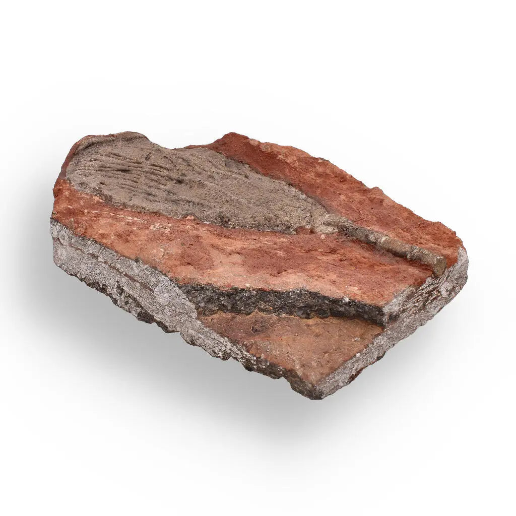 Buy your 420-Million-Year-Old Scyphocrinites Elegans Crinoid Fossil Plate online now or in store at Forever Gems in Franschhoek, South Africa