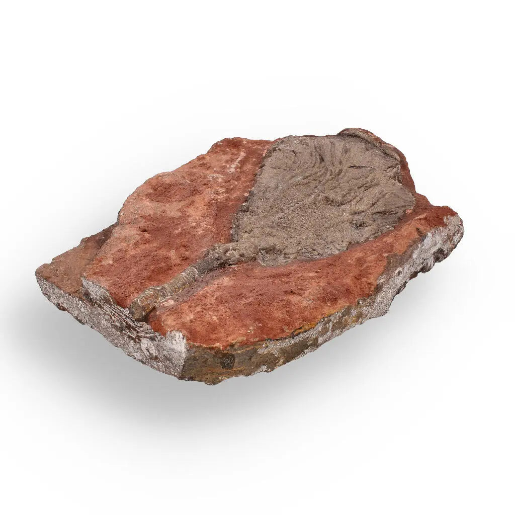Buy your 420-Million-Year-Old Scyphocrinites Elegans Crinoid Fossil Plate online now or in store at Forever Gems in Franschhoek, South Africa