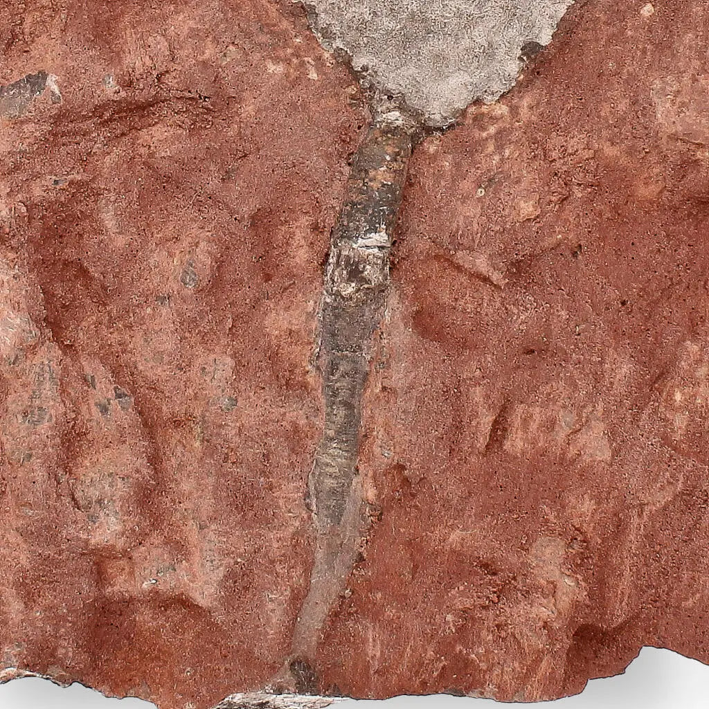 Buy your Ancient Silurian Crinoid Plate – Scyphocrinites Elegans from Morocco online now or in store at Forever Gems in Franschhoek, South Africa