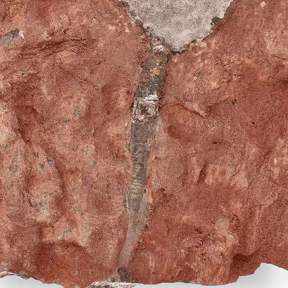 Buy your Ancient Silurian Crinoid Plate – Scyphocrinites Elegans from Morocco online now or in store at Forever Gems in Franschhoek, South Africa