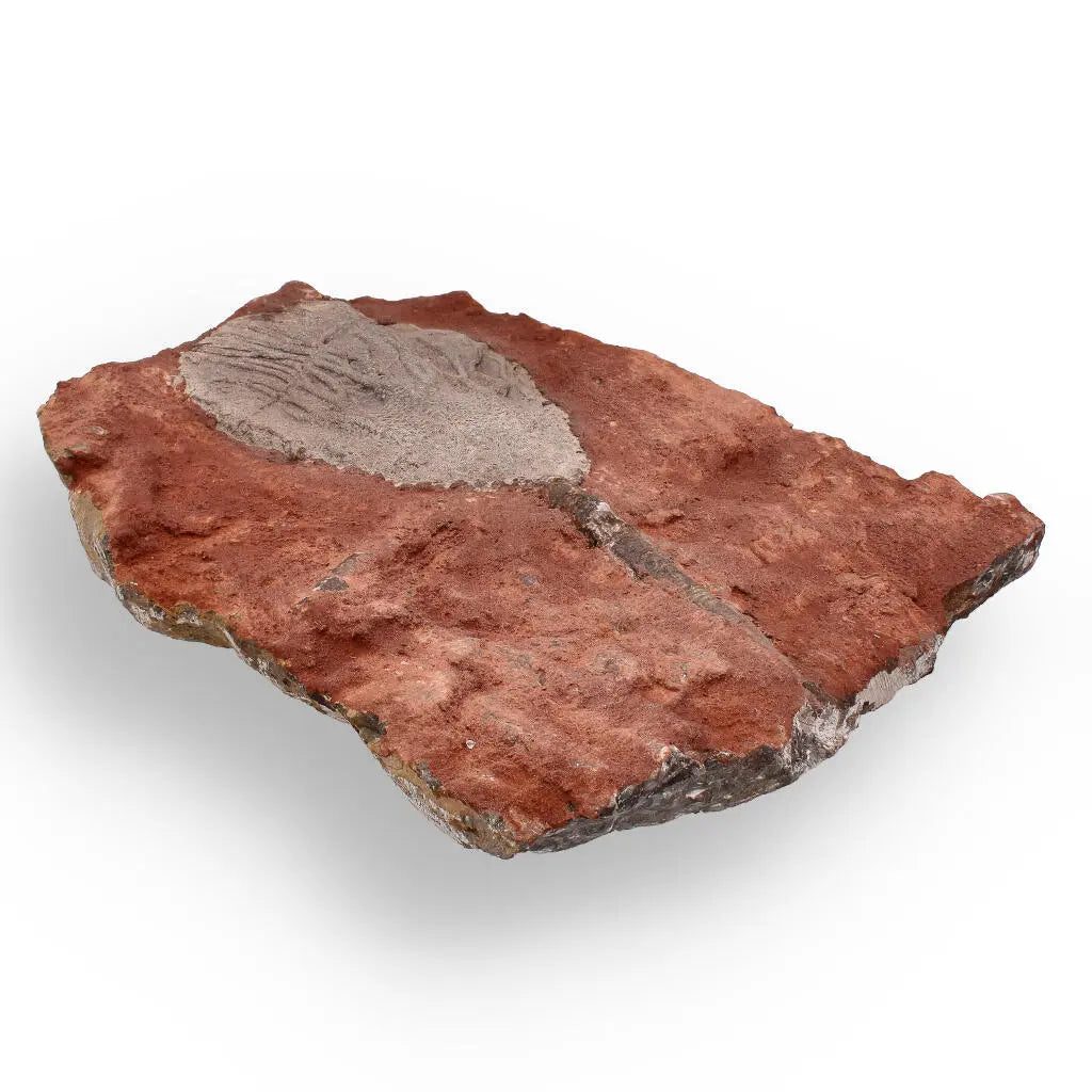 Buy your Ancient Silurian Crinoid Plate – Scyphocrinites Elegans from Morocco online now or in store at Forever Gems in Franschhoek, South Africa
