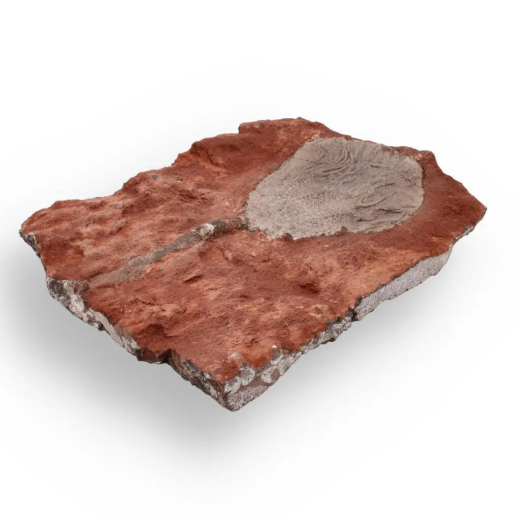 Buy your Ancient Silurian Crinoid Plate – Scyphocrinites Elegans from Morocco online now or in store at Forever Gems in Franschhoek, South Africa