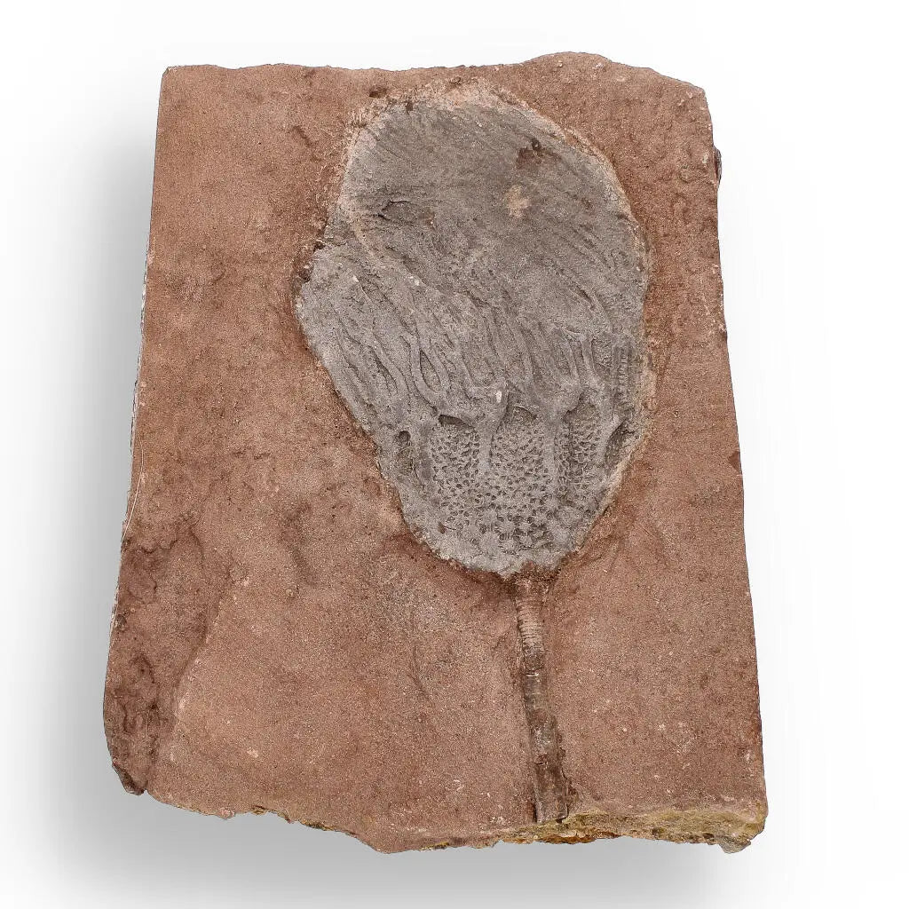 Buy your Stunning Scyphocrinites Elegans Fossil – Silurian Era Marine Marvel online now or in store at Forever Gems in Franschhoek, South Africa