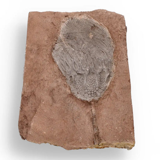 Buy your Stunning Scyphocrinites Elegans Fossil – Silurian Era Marine Marvel online now or in store at Forever Gems in Franschhoek, South Africa