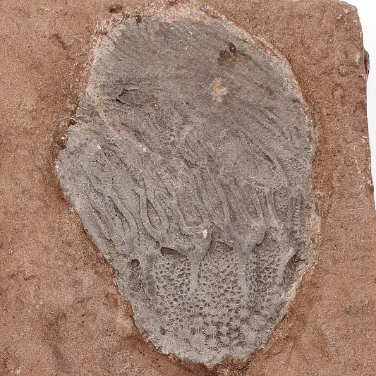 Buy your Stunning Scyphocrinites Elegans Fossil – Silurian Era Marine Marvel online now or in store at Forever Gems in Franschhoek, South Africa