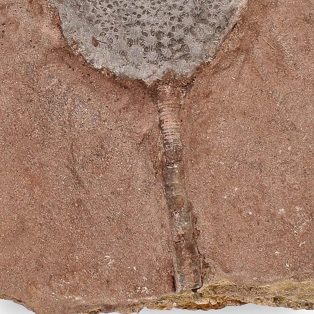 Buy your Stunning Scyphocrinites Elegans Fossil – Silurian Era Marine Marvel online now or in store at Forever Gems in Franschhoek, South Africa