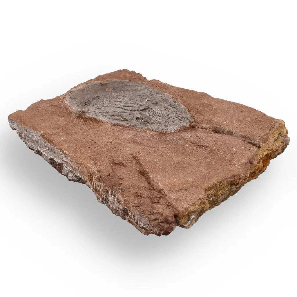 Buy your Stunning Scyphocrinites Elegans Fossil – Silurian Era Marine Marvel online now or in store at Forever Gems in Franschhoek, South Africa