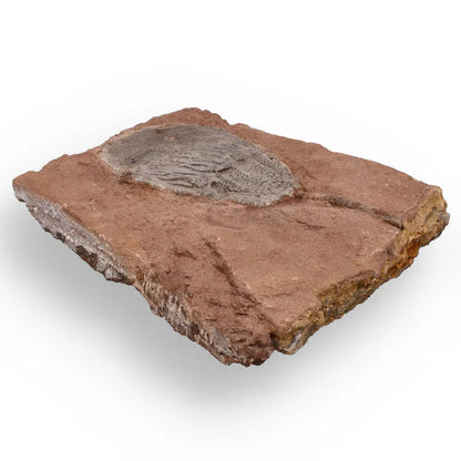 Buy your Stunning Scyphocrinites Elegans Fossil – Silurian Era Marine Marvel online now or in store at Forever Gems in Franschhoek, South Africa