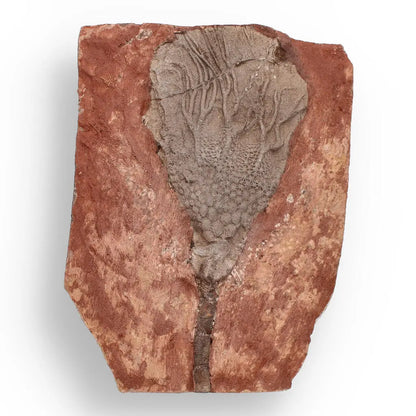Buy your Upper Silurian Crinoid Plate – Preserved Scyphocrinites Elegans Fossil online now or in store at Forever Gems in Franschhoek, South Africa