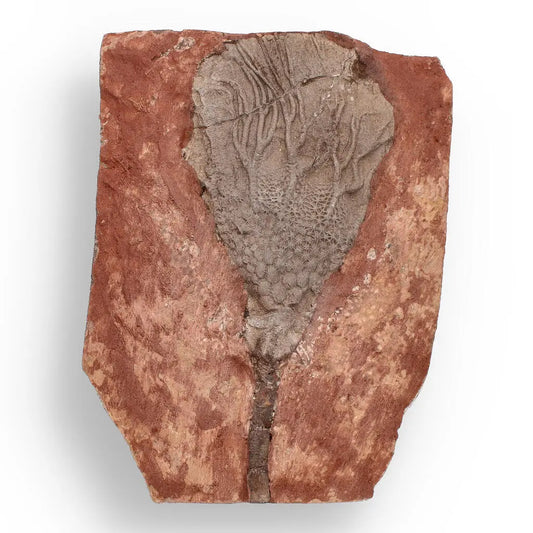 Buy your Upper Silurian Crinoid Plate – Preserved Scyphocrinites Elegans Fossil online now or in store at Forever Gems in Franschhoek, South Africa