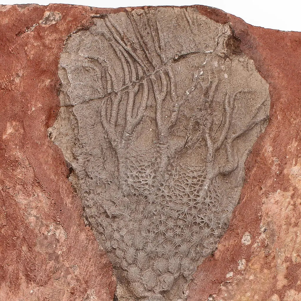 Buy your Upper Silurian Crinoid Plate – Preserved Scyphocrinites Elegans Fossil online now or in store at Forever Gems in Franschhoek, South Africa