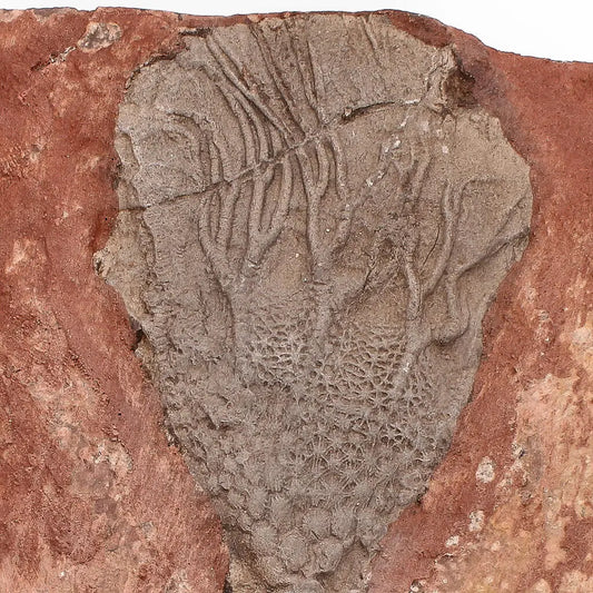 Buy your Upper Silurian Crinoid Plate – Preserved Scyphocrinites Elegans Fossil online now or in store at Forever Gems in Franschhoek, South Africa