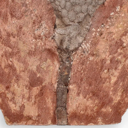 Buy your Upper Silurian Crinoid Plate – Preserved Scyphocrinites Elegans Fossil online now or in store at Forever Gems in Franschhoek, South Africa