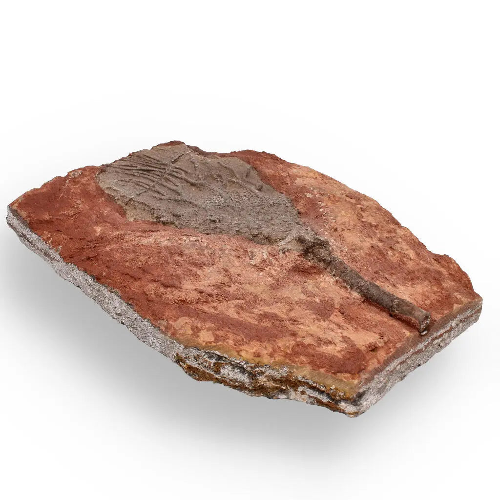 Buy your Upper Silurian Crinoid Plate – Preserved Scyphocrinites Elegans Fossil online now or in store at Forever Gems in Franschhoek, South Africa