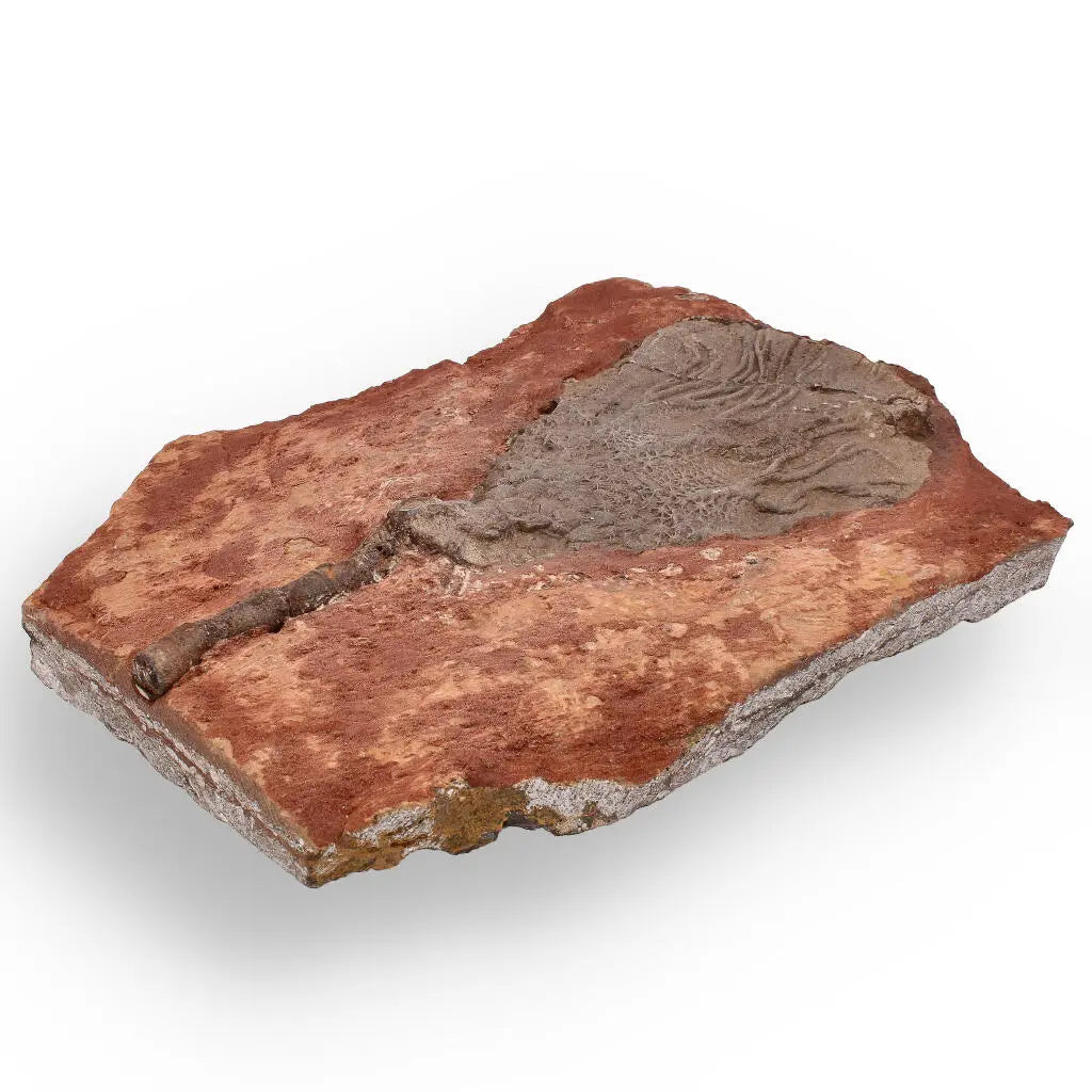 Buy your Upper Silurian Crinoid Plate – Preserved Scyphocrinites Elegans Fossil online now or in store at Forever Gems in Franschhoek, South Africa
